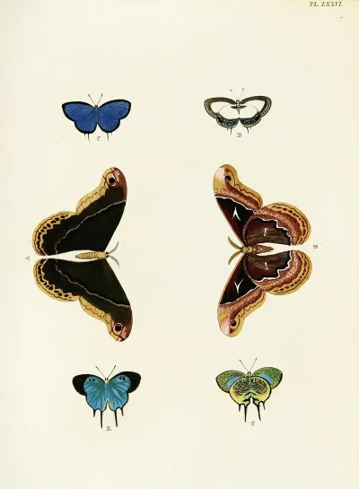 Foreign Butterflies Occurring In The Three Continents Asia Africa And America Pl 323