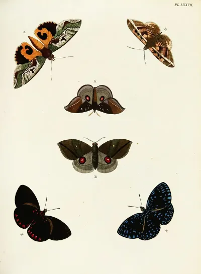 Foreign Butterflies Occurring In The Three Continents Asia Africa And America Pl 324
