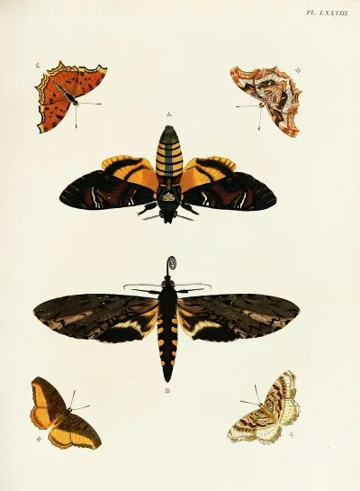 Foreign Butterflies Occurring In The Three Continents Asia Africa And America Pl 325