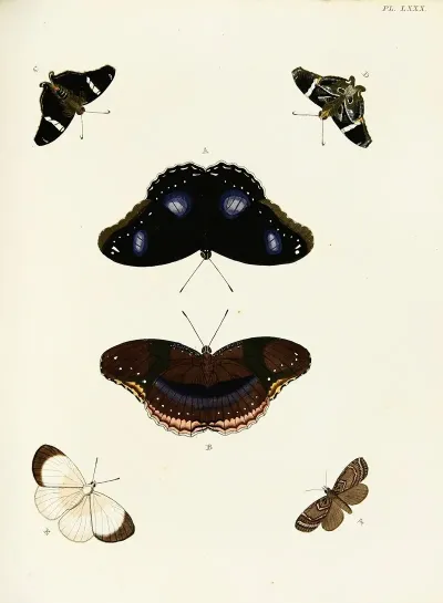 Foreign Butterflies Occurring In The Three Continents Asia Africa And America Pl 327