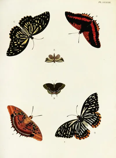 Foreign Butterflies Occurring In The Three Continents Asia Africa And America Pl 329