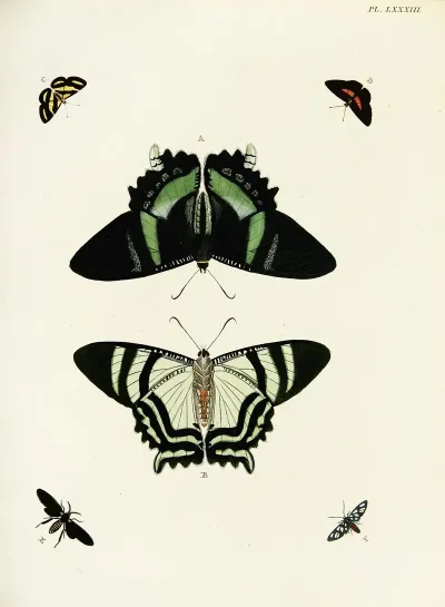 Foreign Butterflies Occurring In The Three Continents Asia Africa And America Pl 330