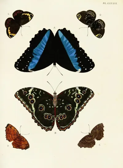 Foreign Butterflies Occurring In The Three Continents Asia Africa And America Pl 333