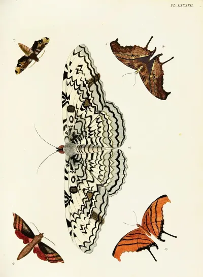 Foreign Butterflies Occurring In The Three Continents Asia Africa And America Pl 334