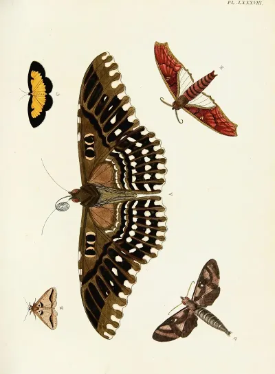Foreign Butterflies Occurring In The Three Continents Asia Africa And America Pl 335