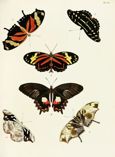 Foreign Butterflies Occurring In The Three Continents Asia Africa And America Pl 337