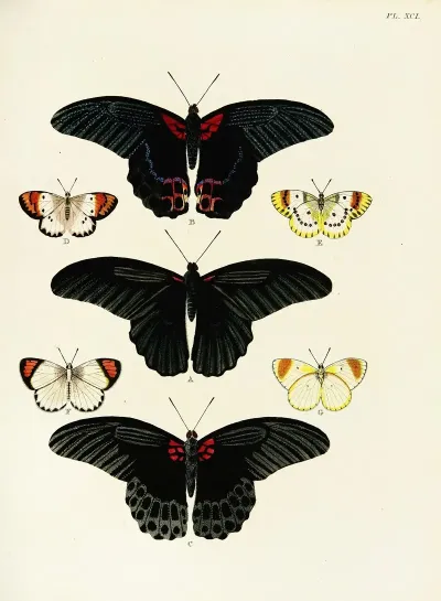 Foreign Butterflies Occurring In The Three Continents Asia Africa And America Pl 338