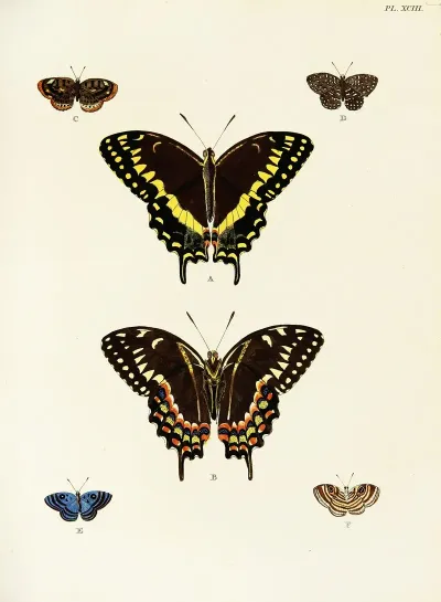 Foreign Butterflies Occurring In The Three Continents Asia Africa And America Pl 340