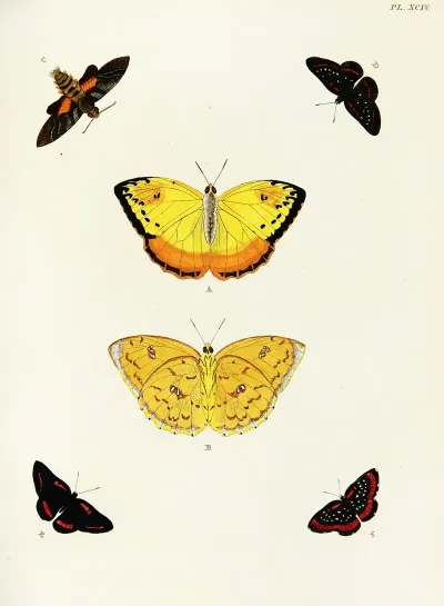 Foreign Butterflies Occurring In The Three Continents Asia Africa And America Pl 341