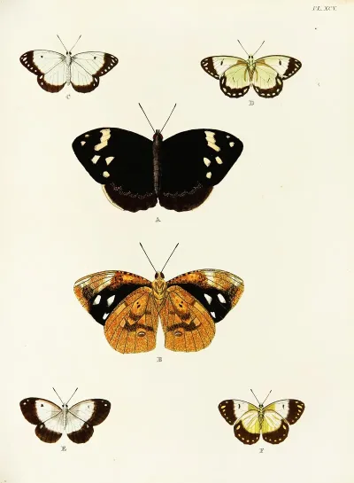 Foreign Butterflies Occurring In The Three Continents Asia Africa And America Pl 342