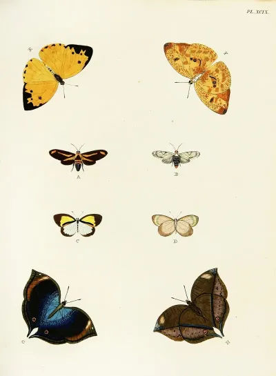 Foreign Butterflies Occurring In The Three Continents Asia Africa And America Pl 346