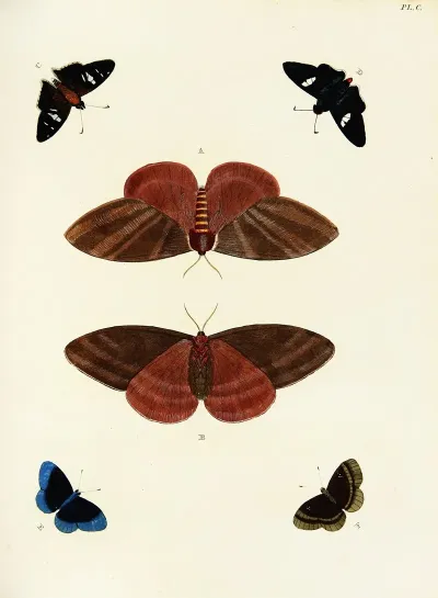 Foreign Butterflies Occurring In The Three Continents Asia Africa And America Pl 347