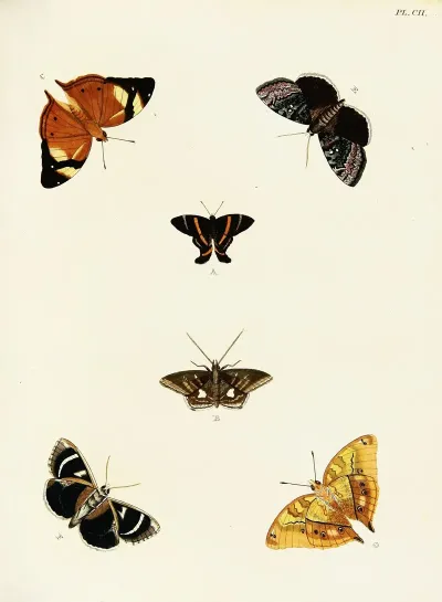 Foreign Butterflies Occurring In The Three Continents Asia Africa And America Pl 349