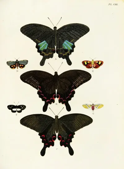 Foreign Butterflies Occurring In The Three Continents Asia Africa And America Pl 350