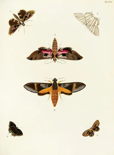 Foreign Butterflies Occurring In The Three Continents Asia Africa And America Pl 351
