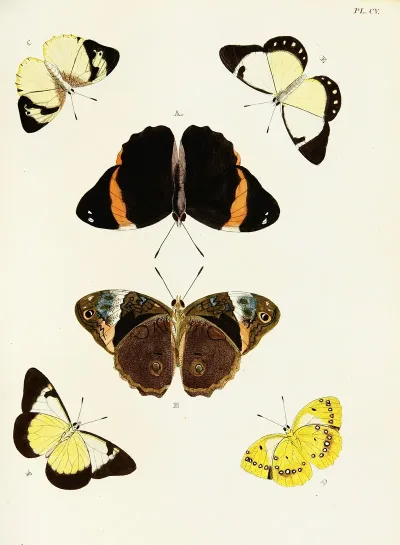 Foreign Butterflies Occurring In The Three Continents Asia Africa And America Pl 352