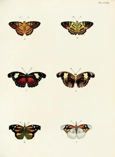 Foreign Butterflies Occurring In The Three Continents Asia Africa And America Pl 355