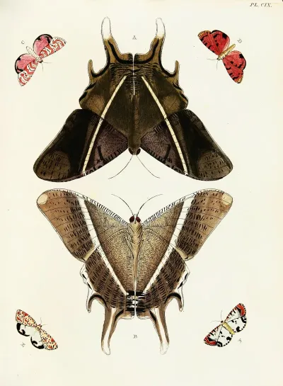 Foreign Butterflies Occurring In The Three Continents Asia Africa And America Pl 356