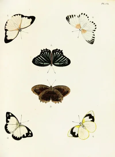 Foreign Butterflies Occurring In The Three Continents Asia Africa And America Pl 357