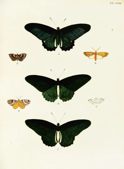 Foreign Butterflies Occurring In The Three Continents Asia Africa And America Pl 360