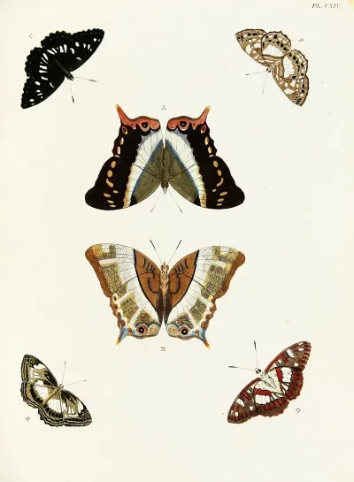Foreign Butterflies Occurring In The Three Continents Asia Africa And America Pl 361