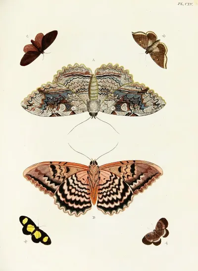 Foreign Butterflies Occurring In The Three Continents Asia Africa And America Pl 362