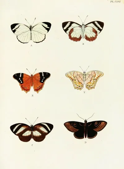 Foreign Butterflies Occurring In The Three Continents Asia Africa And America Pl 363