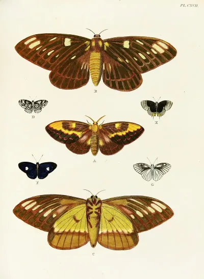 Foreign Butterflies Occurring In The Three Continents Asia Africa And America Pl 364