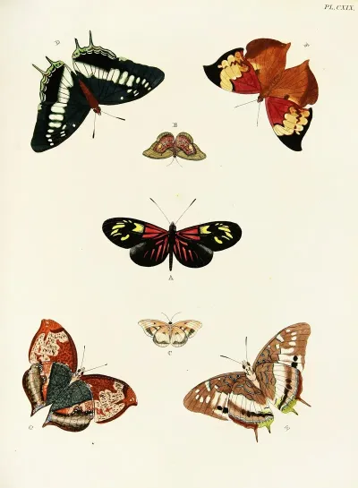 Foreign Butterflies Occurring In The Three Continents Asia Africa And America Pl 366