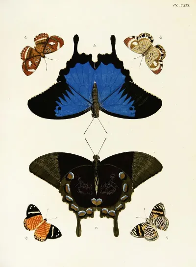 Foreign Butterflies Occurring In The Three Continents Asia Africa And America Pl 368