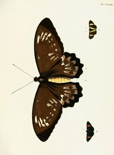 Foreign Butterflies Occurring In The Three Continents Asia Africa And America Pl 370