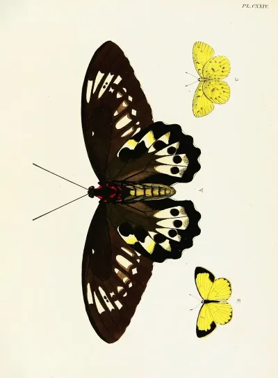 Foreign Butterflies Occurring In The Three Continents Asia Africa And America Pl 371