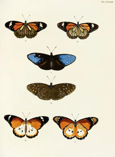 Foreign Butterflies Occurring In The Three Continents Asia Africa And America Pl 374
