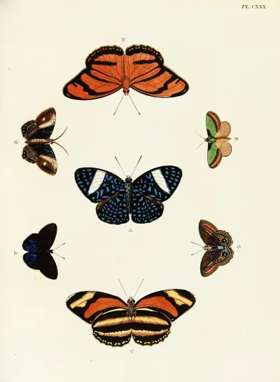 Foreign Butterflies Occurring In The Three Continents Asia Africa And America Pl 377