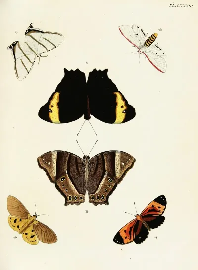 Foreign Butterflies Occurring In The Three Continents Asia Africa And America Pl 380