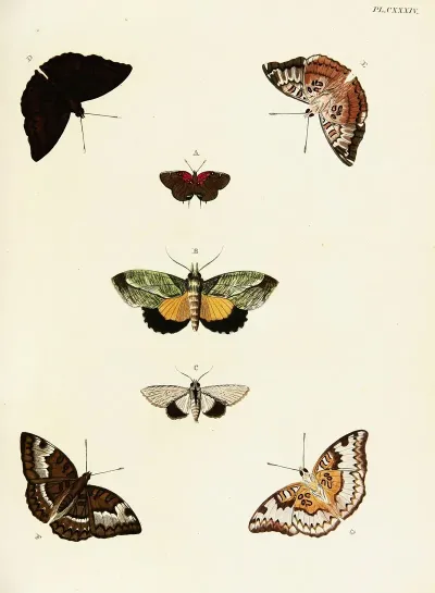 Foreign Butterflies Occurring In The Three Continents Asia Africa And America Pl 381
