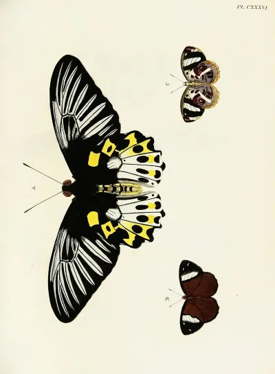 Foreign Butterflies Occurring In The Three Continents Asia Africa And America Pl 383