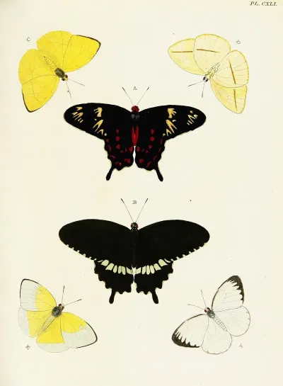 Foreign Butterflies Occurring In The Three Continents Asia Africa And America Pl 388