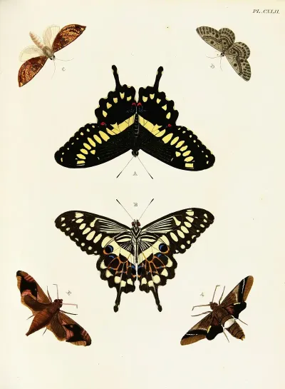 Foreign Butterflies Occurring In The Three Continents Asia Africa And America Pl 389