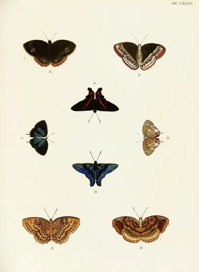 Foreign Butterflies Occurring In The Three Continents Asia Africa And America Pl 391