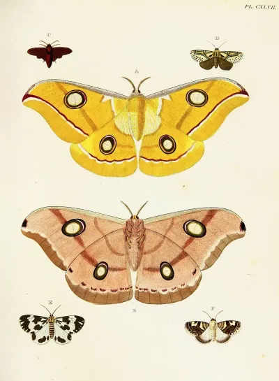 Foreign Butterflies Occurring In The Three Continents Asia Africa And America Pl 394