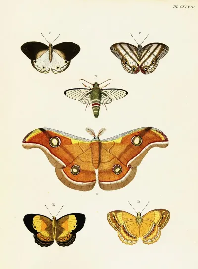 Foreign Butterflies Occurring In The Three Continents Asia Africa And America Pl 395