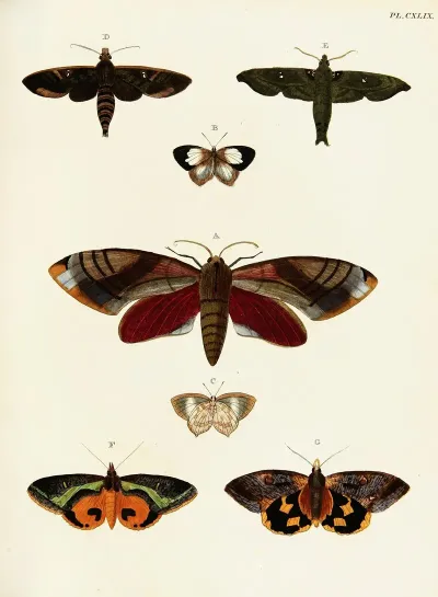 Foreign Butterflies Occurring In The Three Continents Asia Africa And America Pl 396