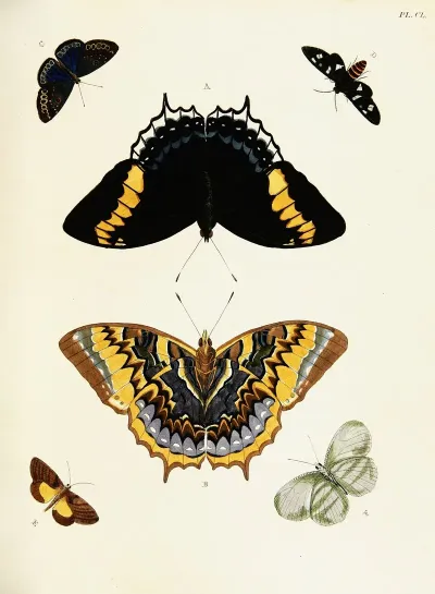 Foreign Butterflies Occurring In The Three Continents Asia Africa And America Pl 397