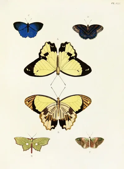 Foreign Butterflies Occurring In The Three Continents Asia Africa And America Pl 398
