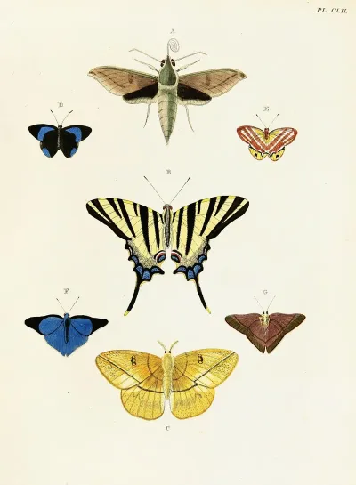 Foreign Butterflies Occurring In The Three Continents Asia Africa And America Pl 399