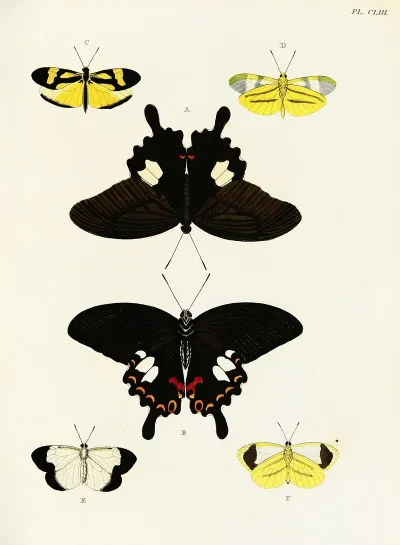 Foreign Butterflies Occurring In The Three Continents Asia Africa And America Pl 400