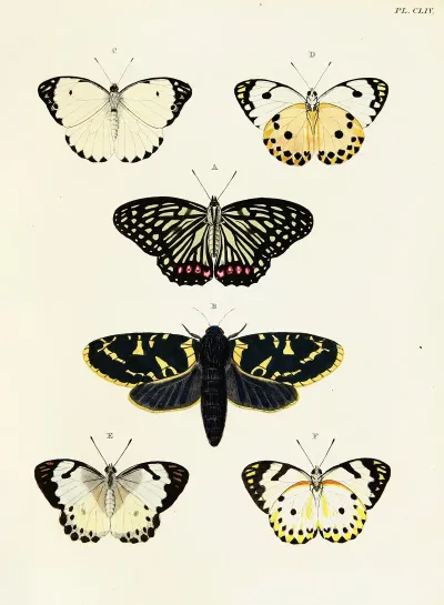 Foreign Butterflies Occurring In The Three Continents Asia Africa And America Pl 401