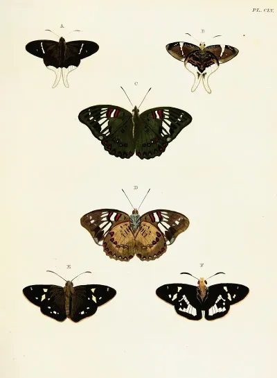 Foreign Butterflies Occurring In The Three Continents Asia Africa And America Pl 402