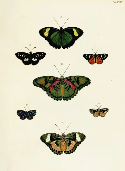 Foreign Butterflies Occurring In The Three Continents Asia Africa And America Pl 403